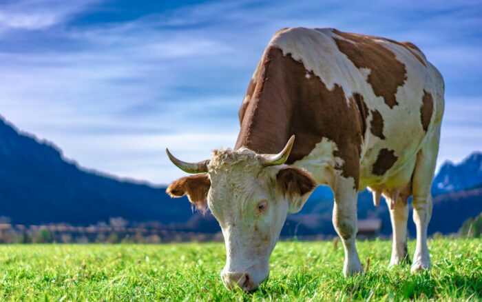 Cow grazing on grass